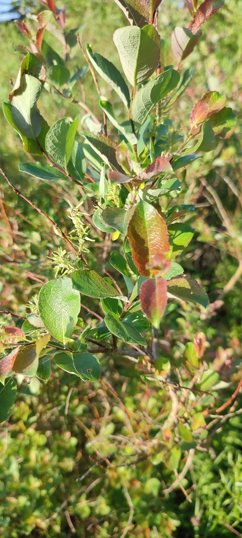 Salix starkeana photo 7