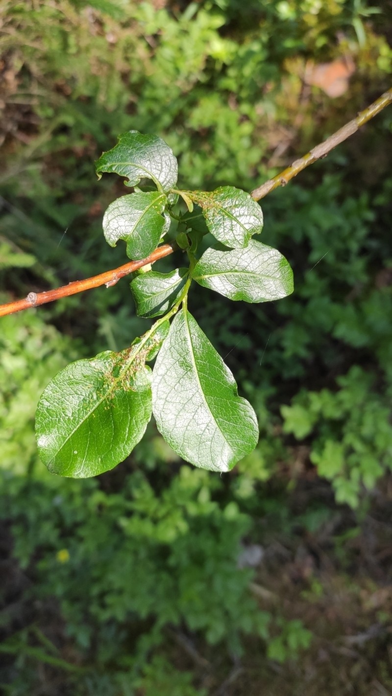 Salix starkeana photo 8