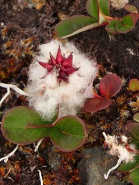 Sprouting Leaf Willow