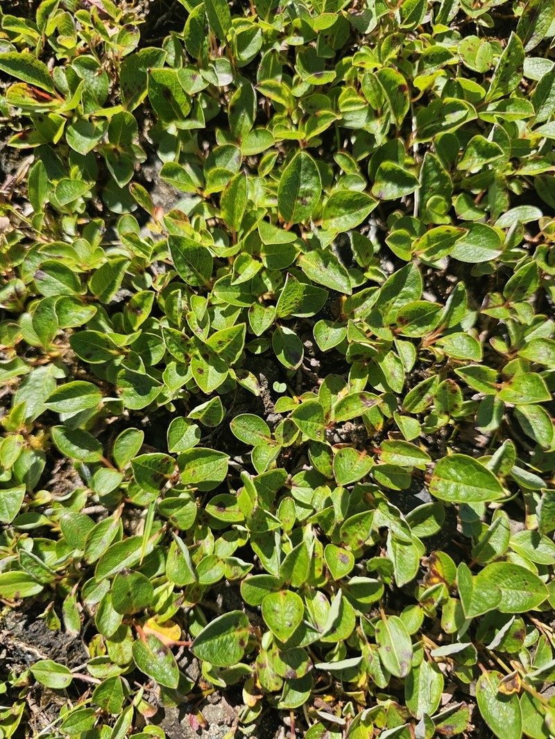 Sprouting Leaf Willow photo 3