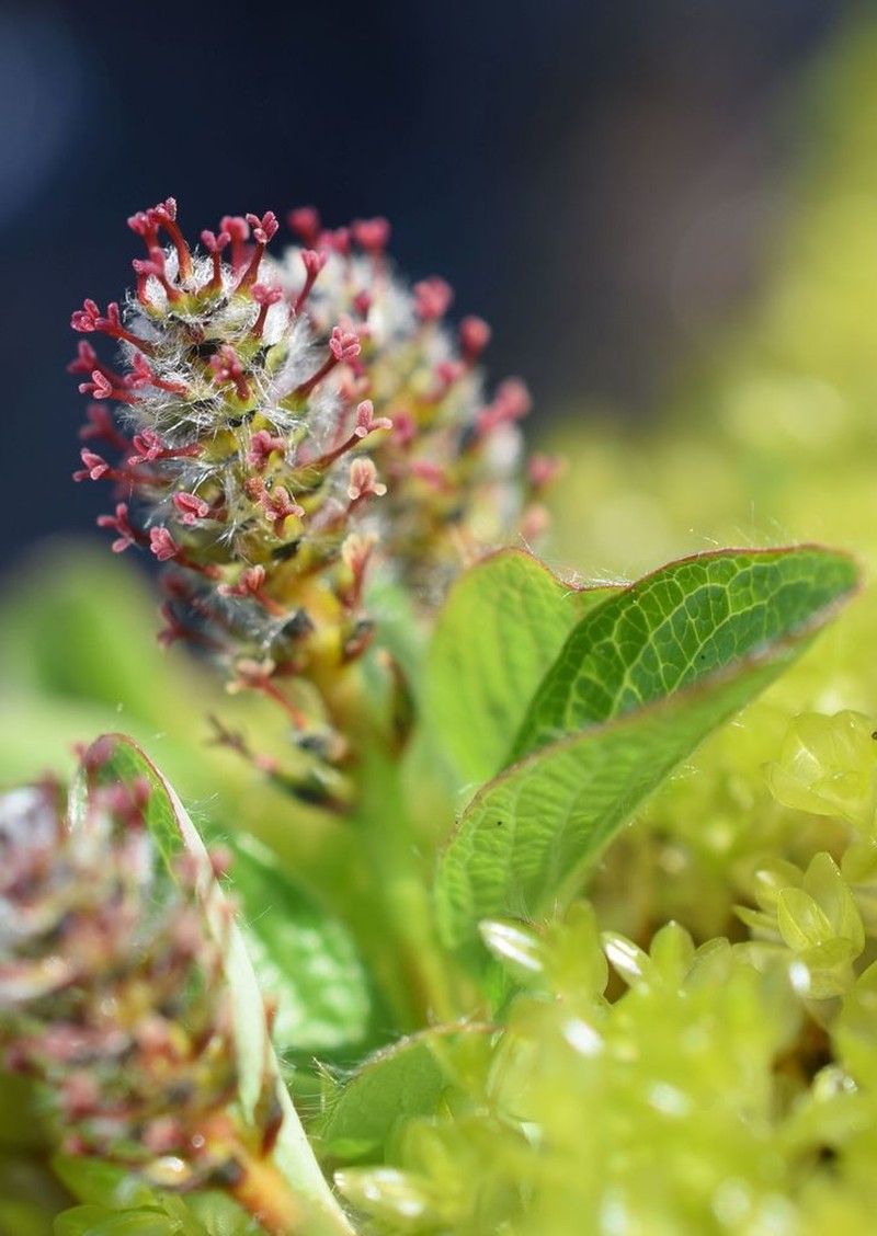 Sprouting Leaf Willow photo 4