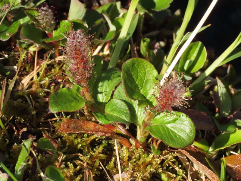 Sprouting Leaf Willow photo 5