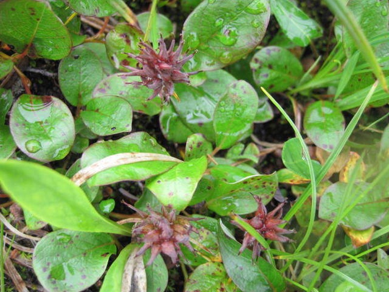 Sprouting Leaf Willow photo 6