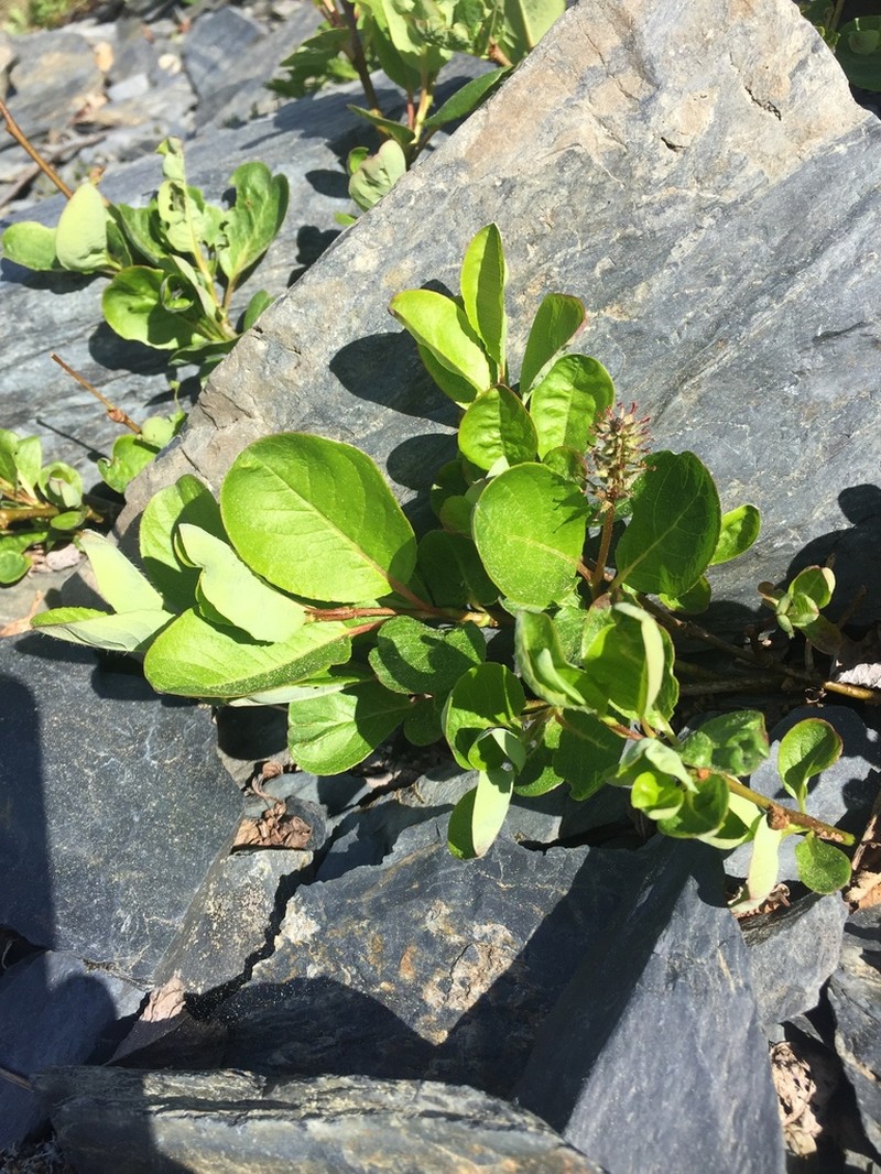 Sprouting Leaf Willow photo 8