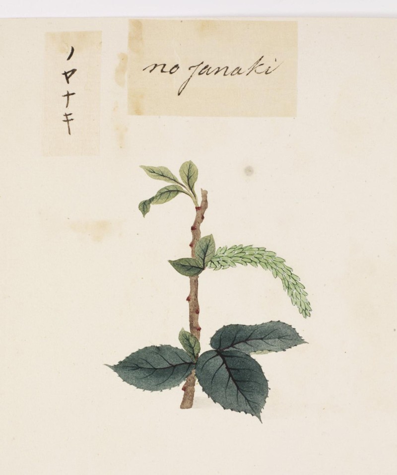 Salix subopposita