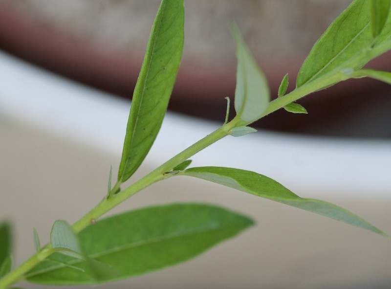 Salix subopposita photo 2