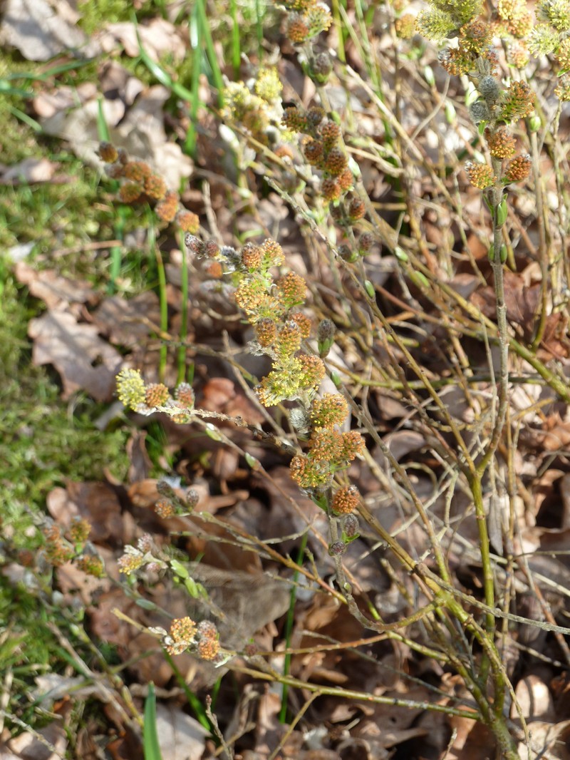 Salix subopposita photo 3
