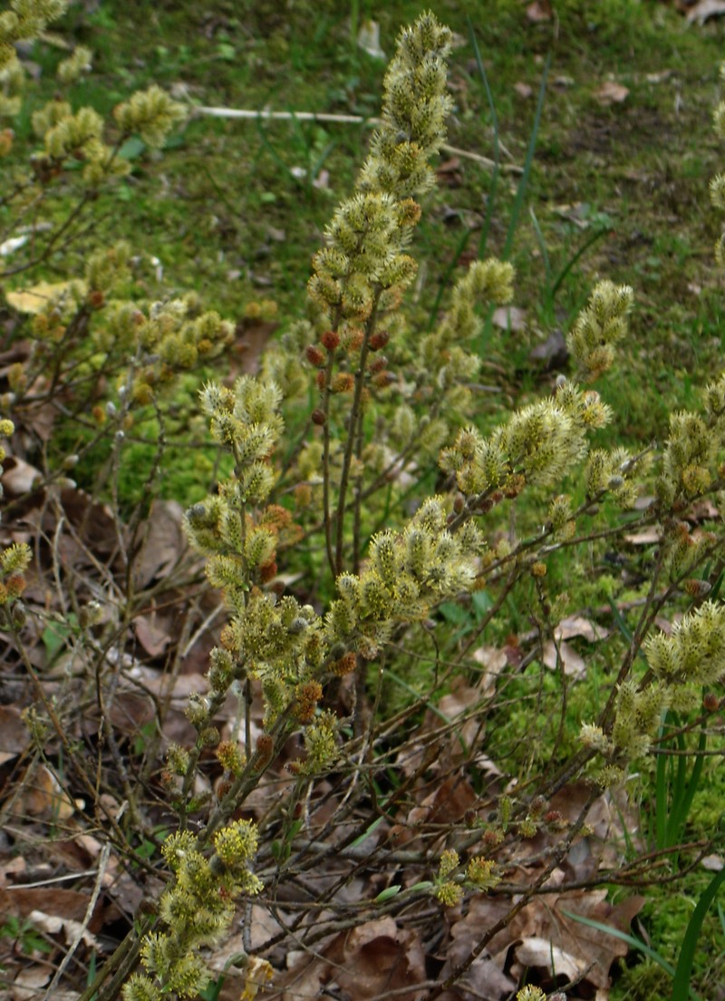Salix subopposita photo 4
