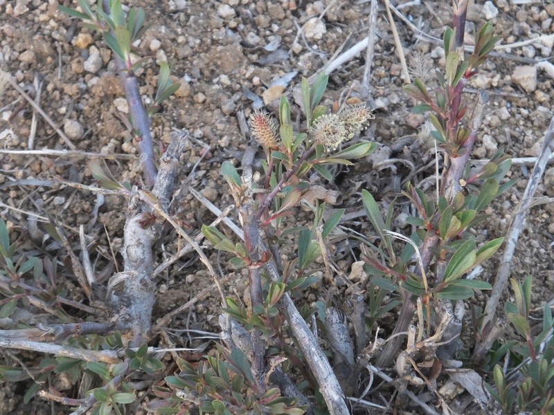 Salix suchowensis