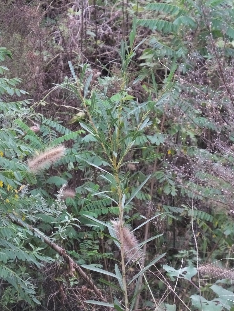 Salix suchowensis photo 2