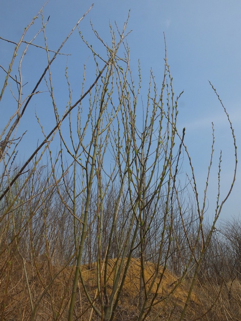 Salix suchowensis photo 3