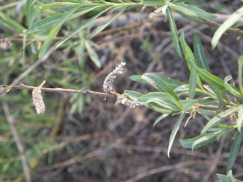 Salix suchowensis photo 4
