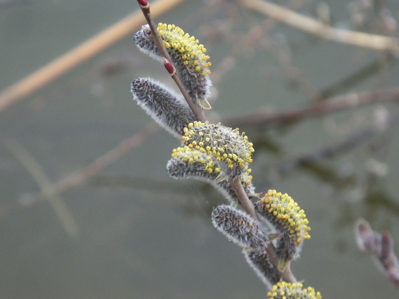 Salix suchowensis photo 5