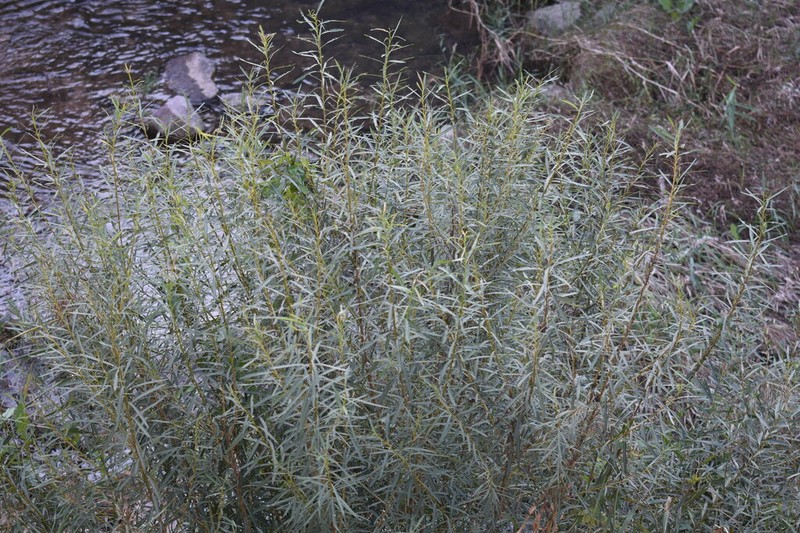 Salix suchowensis photo 6