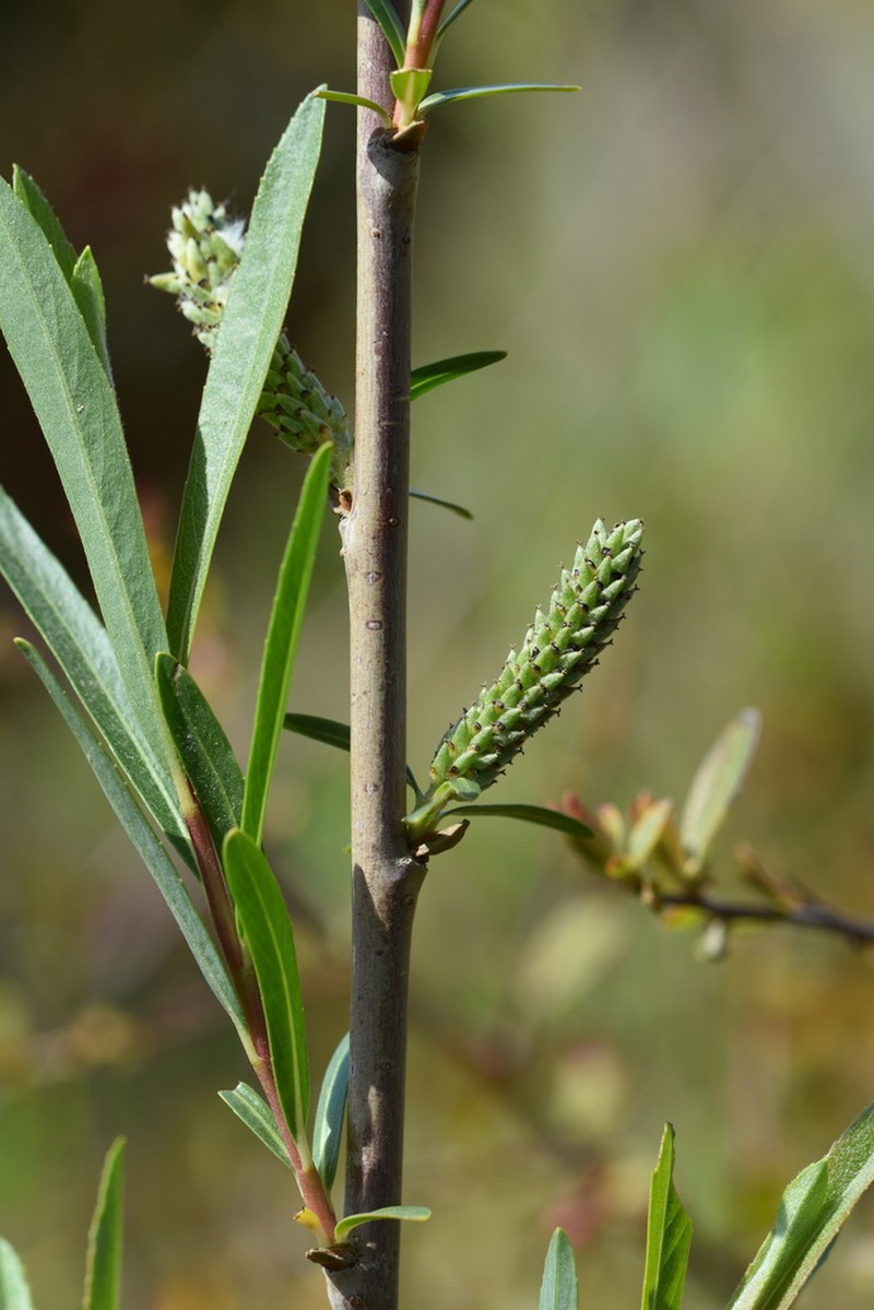 Salix suchowensis photo 7