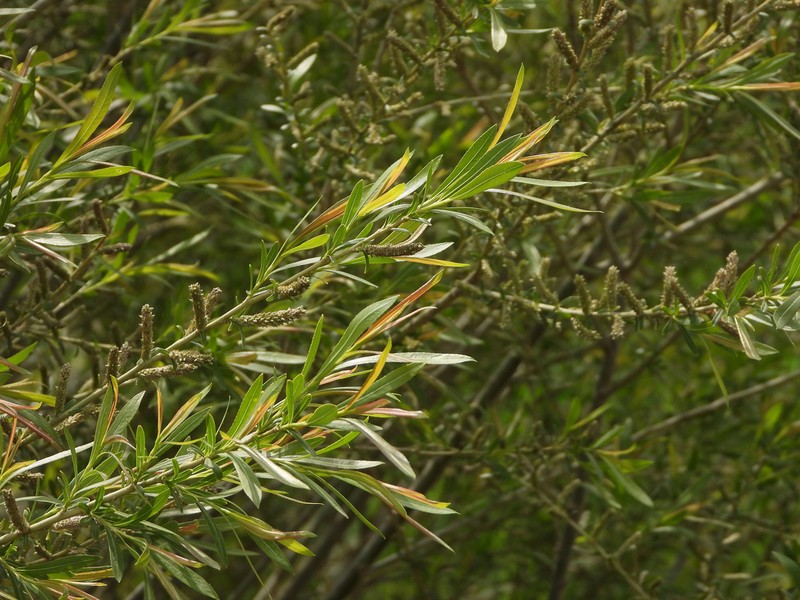 Salix suchowensis photo 8