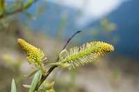 Salix tagawana