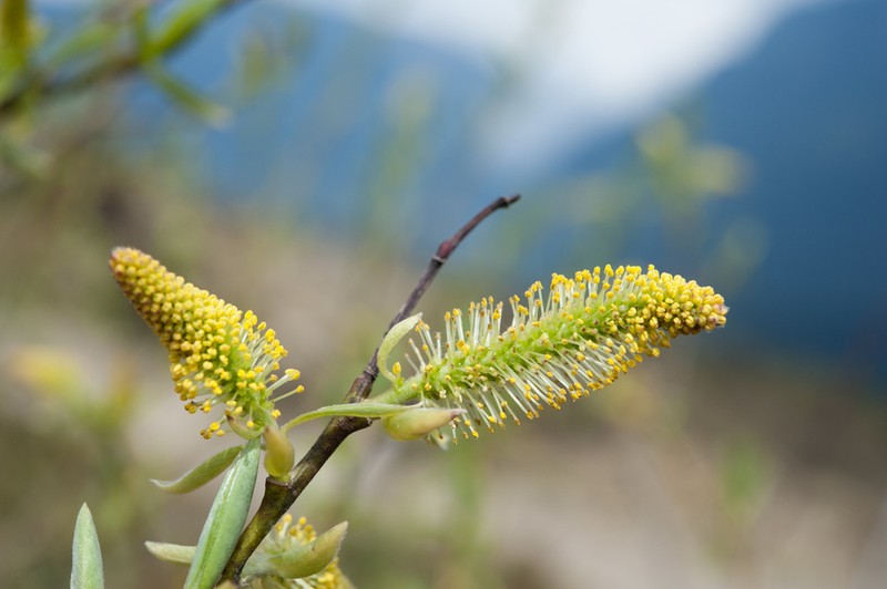 Salix tagawana
