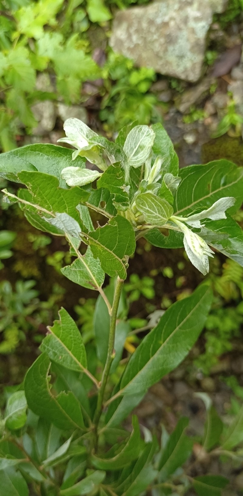Salix tagawana photo 2