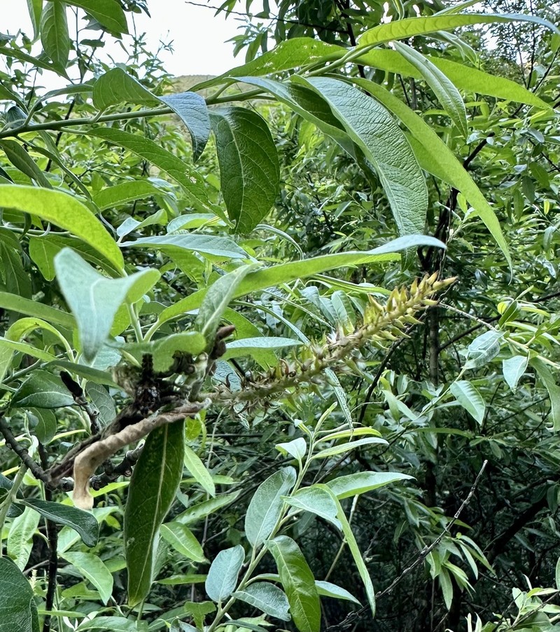 Salix tagawana photo 3