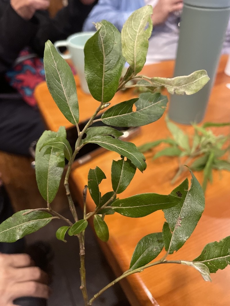 Salix tagawana photo 4