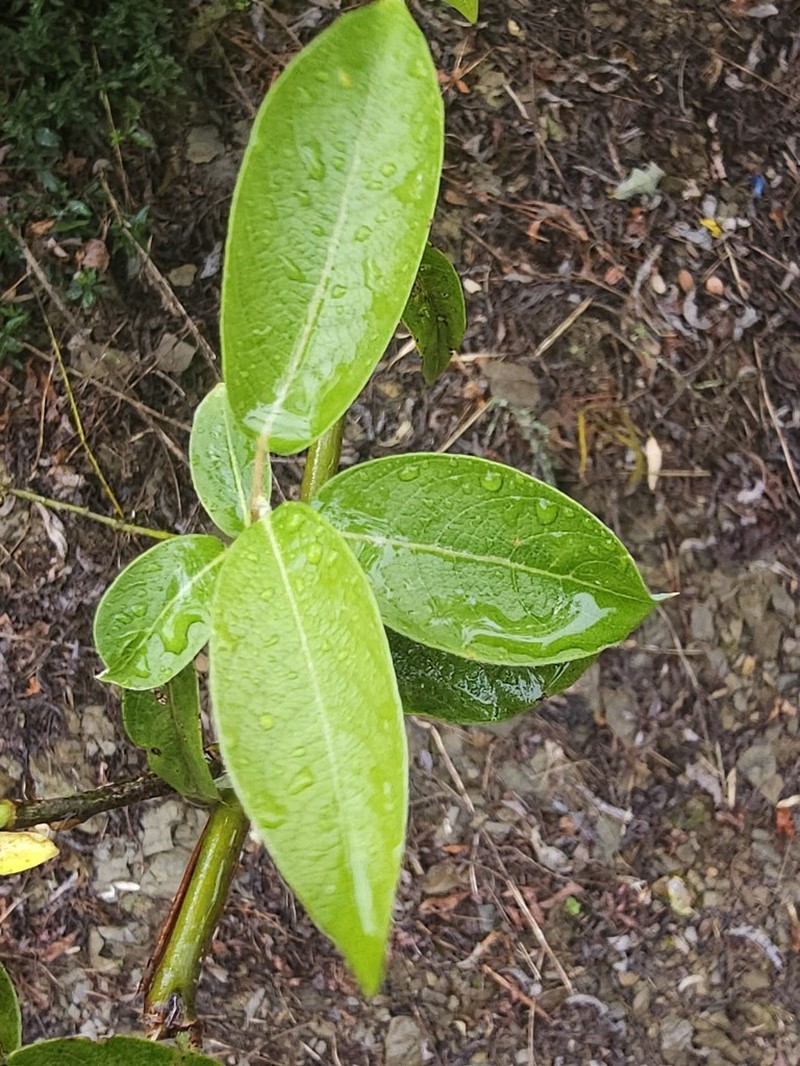 Salix tagawana photo 5