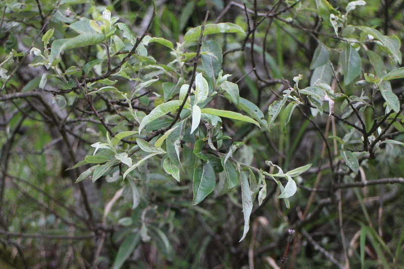 Salix tagawana photo 6