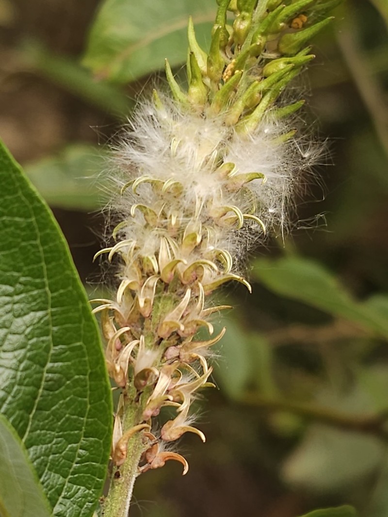 Salix tagawana photo 8