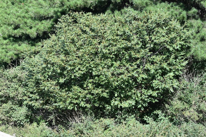 Salix taishanensis photo 2