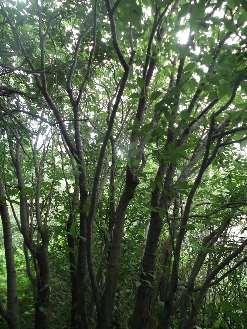 Salix taishanensis photo 3