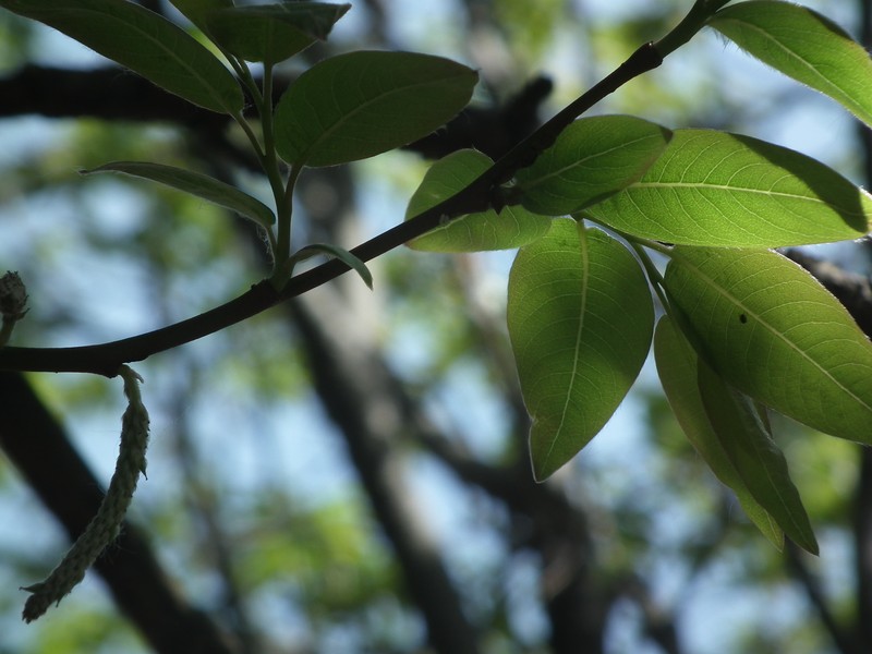 Salix taishanensis photo 4
