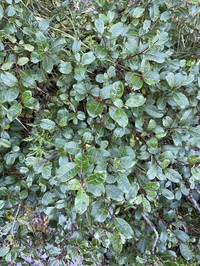 Salix taiwanalpina