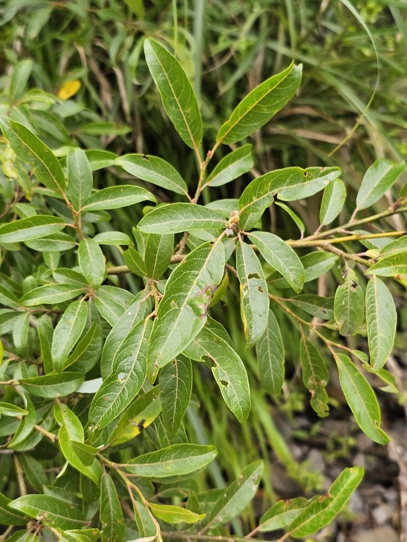 Salix taiwanalpina photo 2