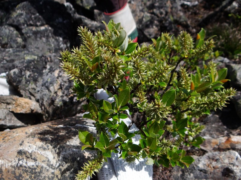 Salix taiwanalpina photo 3