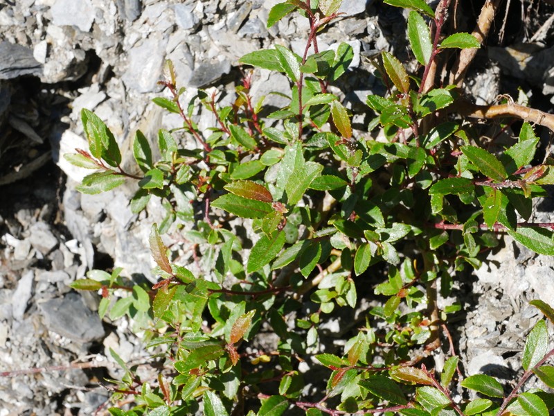 Salix taiwanalpina photo 5