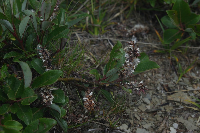 Salix taiwanalpina photo 6