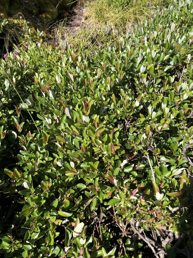 Salix taiwanalpina photo 7