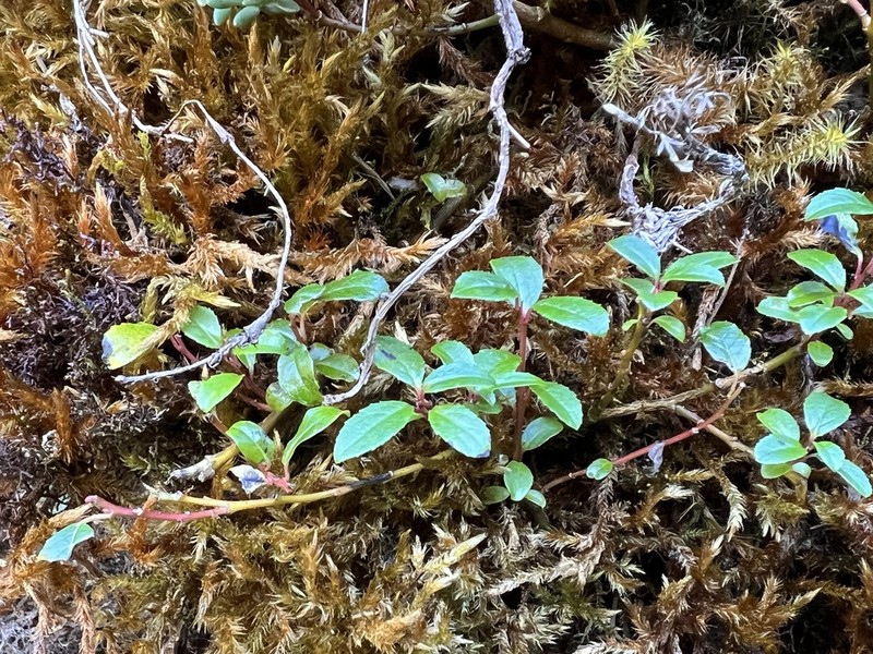 Salix taiwanalpina photo 8