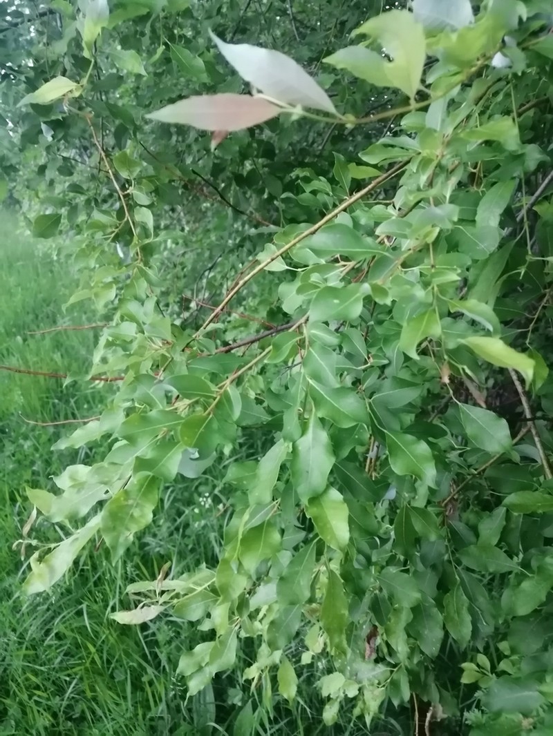 Salix taraikensis photo 2