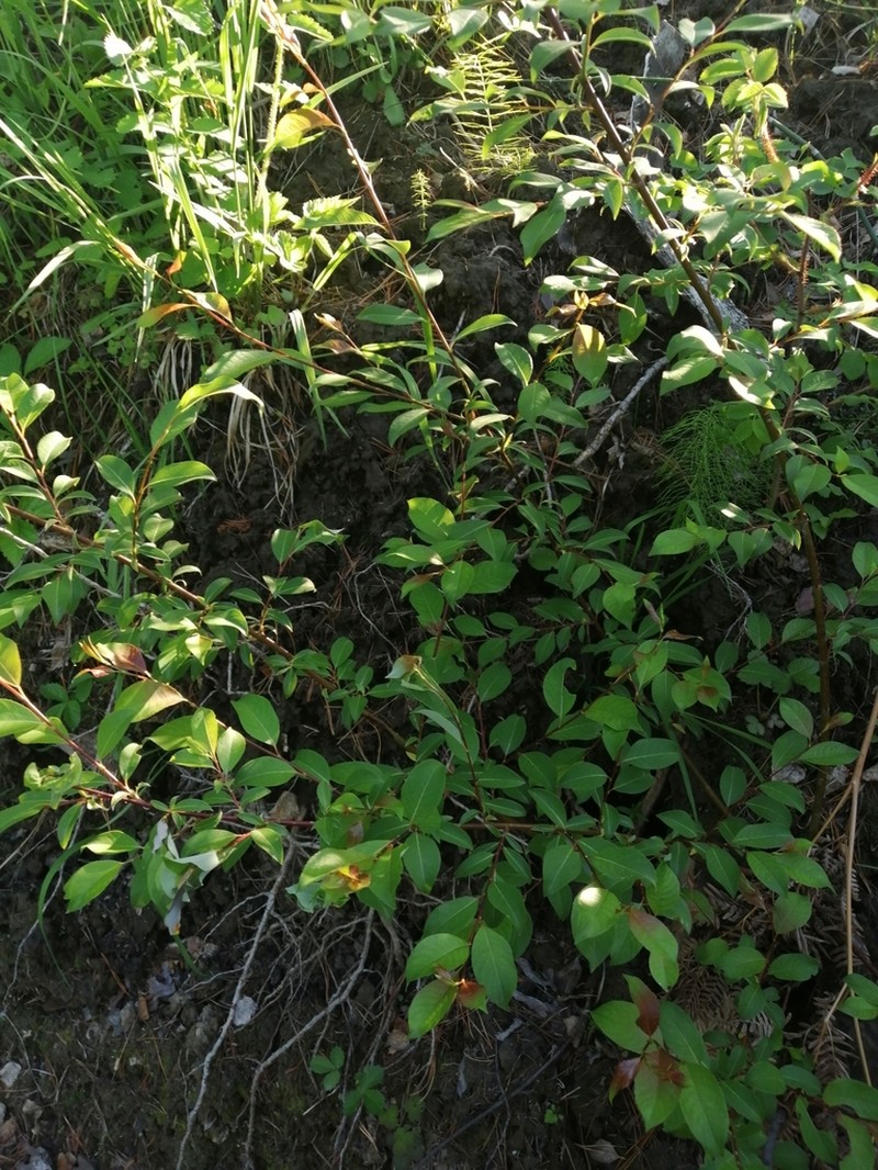 Salix taraikensis photo 3