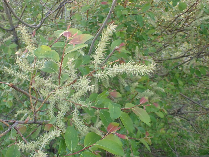Salix taraikensis photo 4