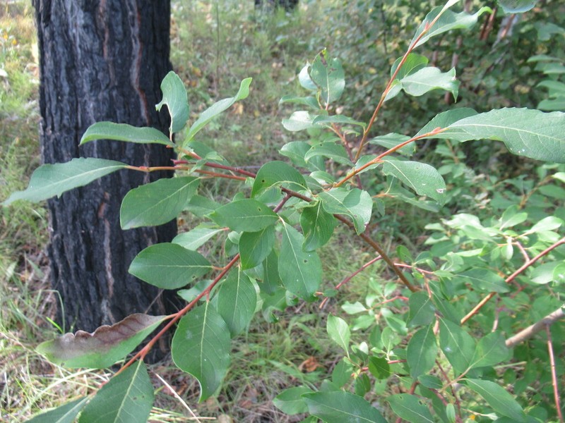 Salix taraikensis photo 5