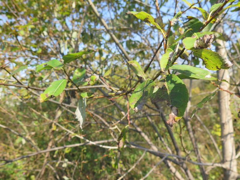 Salix taraikensis photo 6