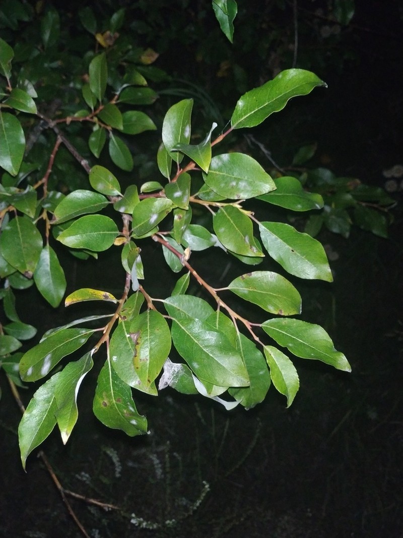 Salix taraikensis photo 7
