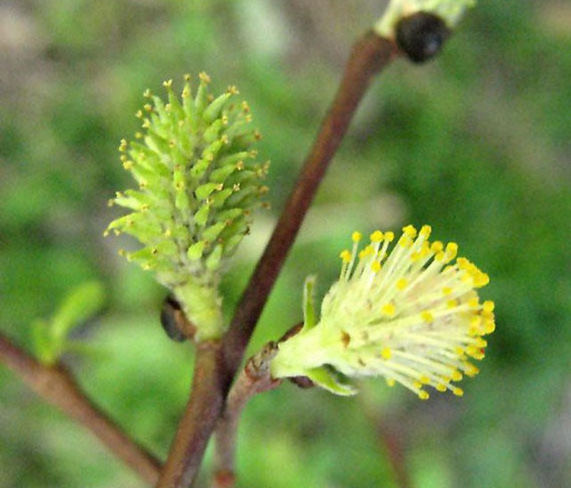 Salix tarraconensis