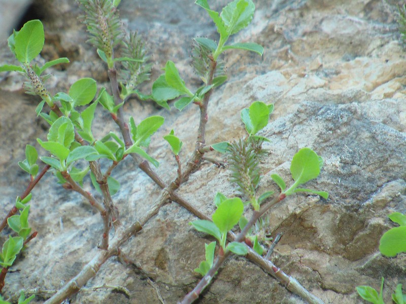 Salix tarraconensis photo 2