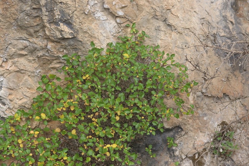 Salix tarraconensis photo 3