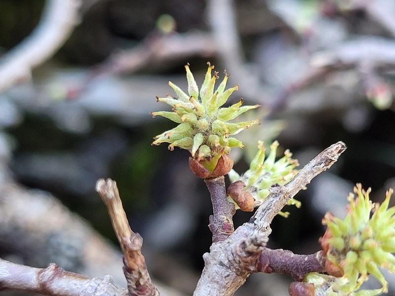 Salix tarraconensis photo 4