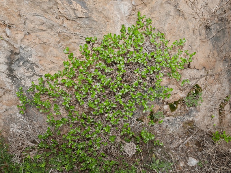 Salix tarraconensis photo 5