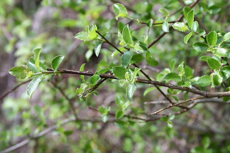 Salix tarraconensis photo 6